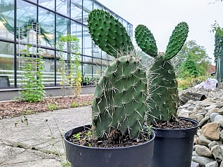 Botanická zahrada Ostravské univerzity (Ostrava - Česká republika)