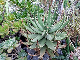 Botanická zahrada Ostravské univerzity (Ostrava - Česká republika)