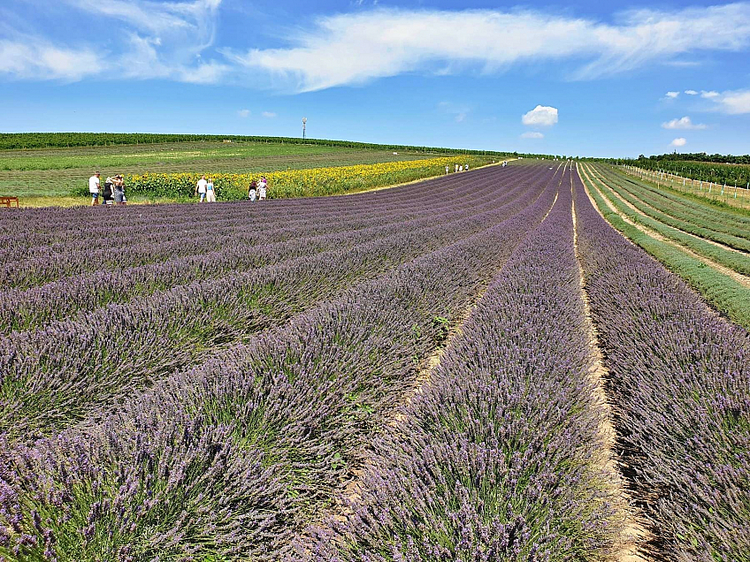 Levandulová farma Starovičky (Česká republika)