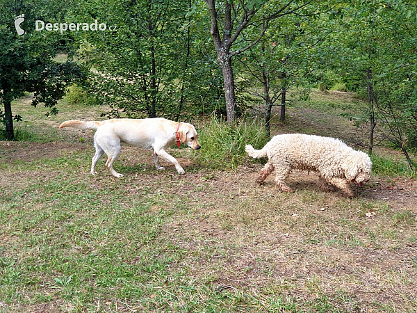 Lanýže Karlić v Paladini (Buzet - Istrie - Chorvatsko)