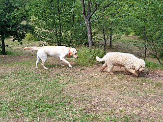 Lanýže Karlić v Paladini (Buzet - Istrie - Chorvatsko)