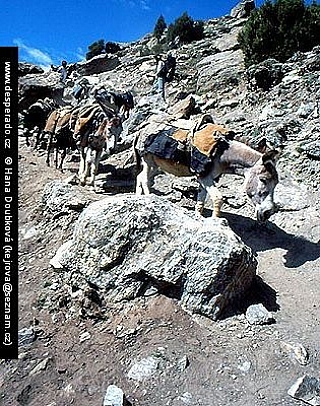 Oslíci jako dopravní prostředek (Pákistán)