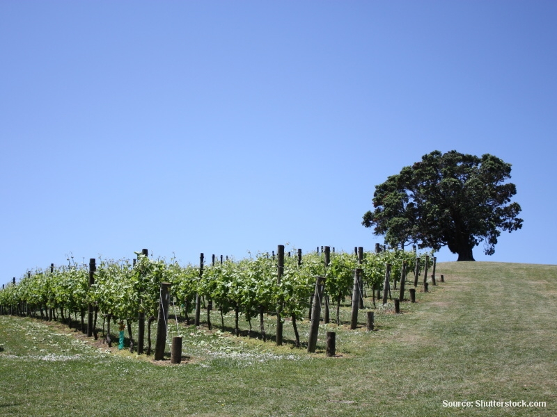 Ostrov Waiheke (Nový Zéland)