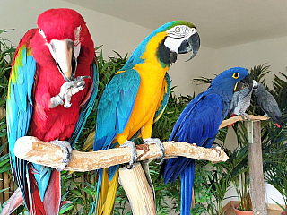 Vítejte v Království papoušků