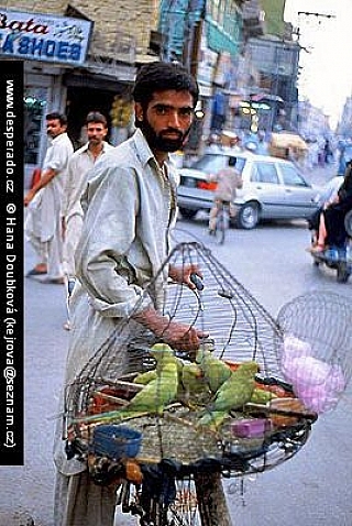 Prodavač papoušků v Rávalpindi (Pákistán)