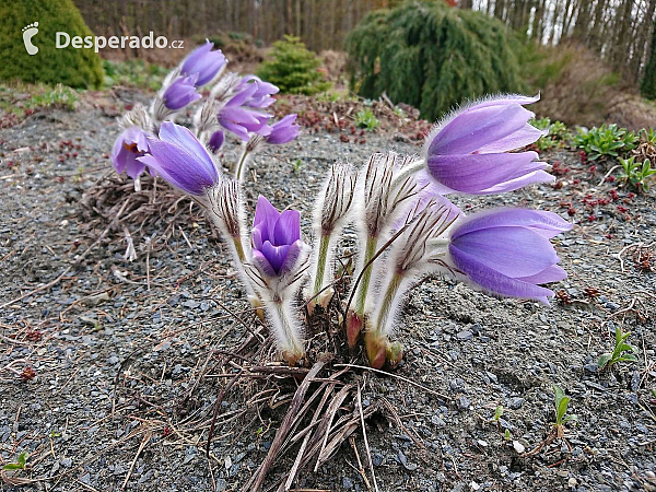 Arboretum Makču Pikču v obci Paseka (Olomoucký kraj - Česká republika)