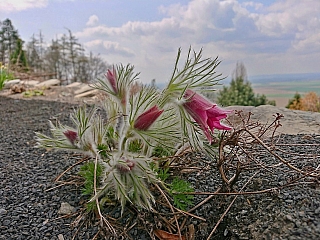 Arboretum Makču Pikču v obci Paseka (Olomoucký kraj - Česká republika)