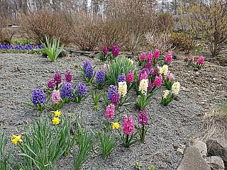 Arboretum Makču Pikču v obci Paseka (Olomoucký kraj - Česká republika)