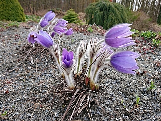 Arboretum Makču Pikču v obci Paseka (Olomoucký kraj - Česká republika)