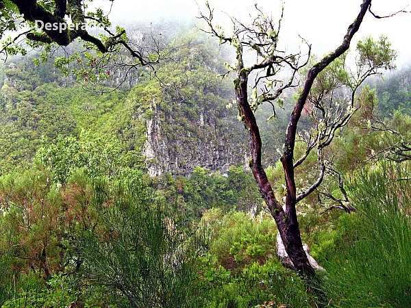 Levada de Risco (Madeira - Portugalsko)