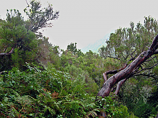 Levada de Risco (Madeira - Portugalsko)