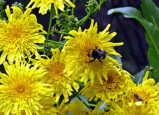 Levada de Risco (Madeira - Portugalsko)