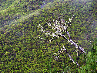 Levada de Risco (Madeira - Portugalsko)