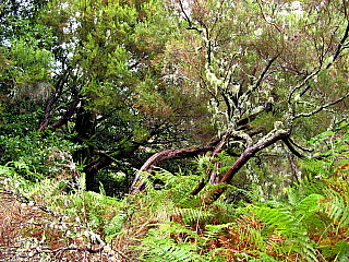 Levada de Risco (Madeira - Portugalsko)