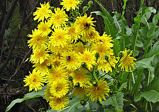 Levada de Risco (Madeira - Portugalsko)