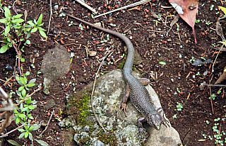 Horská oblast Encumeada (Madeira)