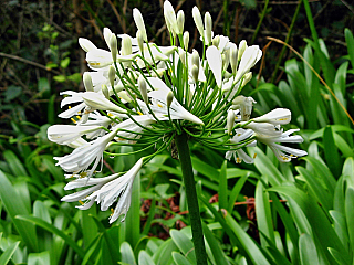 Horská oblast Encumeada (Madeira)