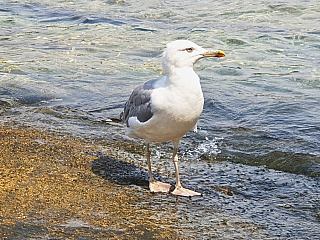 Rovinj (Istrie - Chorvatsko)