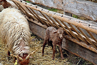 Skanzen v Szentendre (Maďarsko)