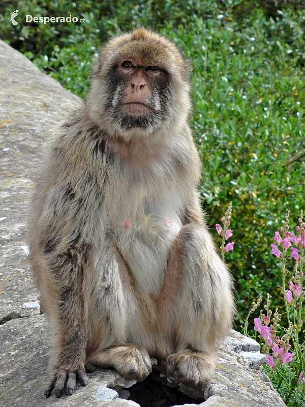 Gibraltar (Velká Británie)