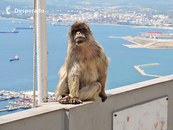 Gibraltar (Velká Británie)