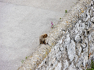 Gibraltar (Velká Británie)