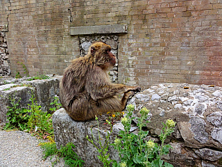 Gibraltar (Velká Británie)