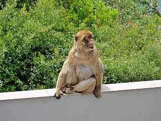 Gibraltar (Velká Británie)
