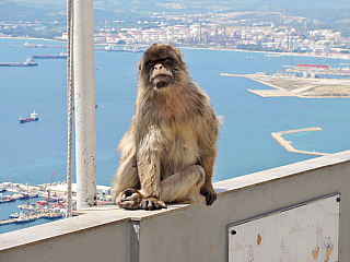 Gibraltar (Velká Británie)