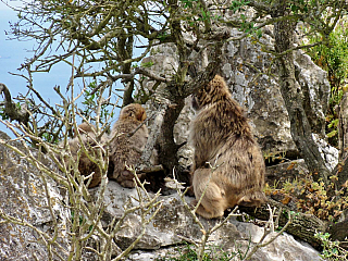 Gibraltar (Velká Británie)