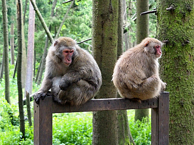 Affenberg Landskron - opičí park (Korutany - Rakousko)