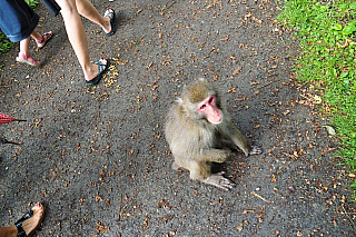 Affenberg Landskron - opičí park (Korutany - Rakousko)