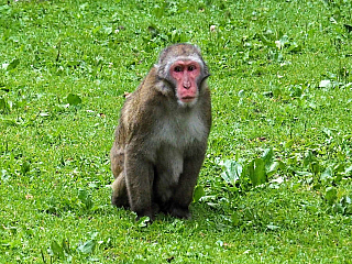 Affenberg Landskron - opičí park (Korutany - Rakousko)