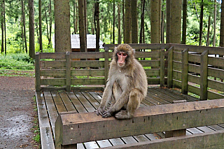 Affenberg Landskron - opičí park (Korutany - Rakousko)