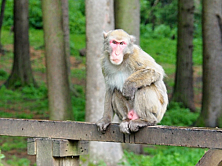 Affenberg Landskron - opičí park (Korutany - Rakousko)