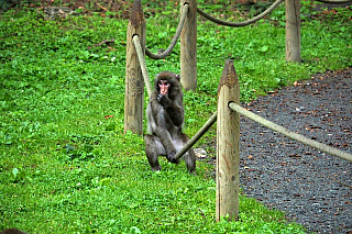 Affenberg Landskron - opičí park (Korutany - Rakousko)