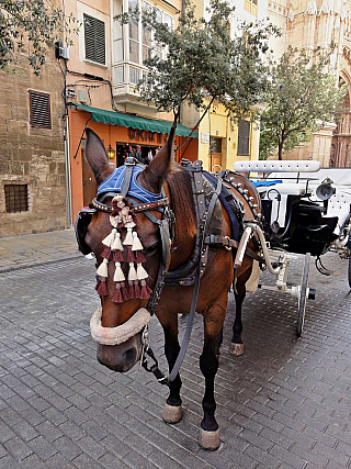 Palma de Mallorca (Mallorca - Španělsko)