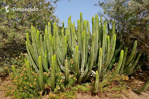 Maspalomas na Gran Canaria (Kanárské ostrovy - Španělsko)