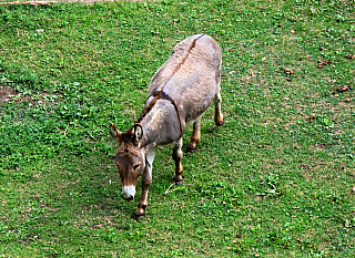 Ajaccio (Korsika - Francie)
