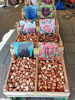 Amsterdam (Nizozemsko)