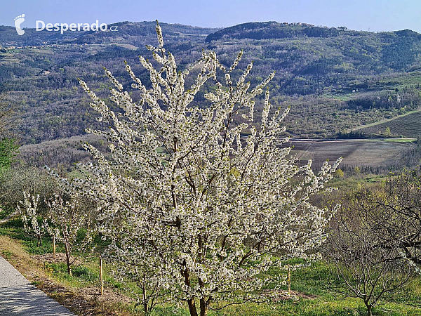 Motovun (Istrie - Chorvatsko)