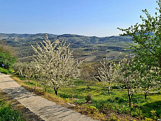 Motovun (Istrie - Chorvatsko)