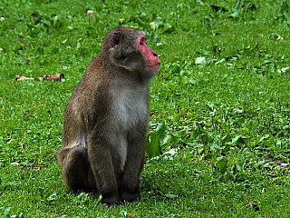 Makakové v Affenberg Landskron (Korutany - Rakousko)