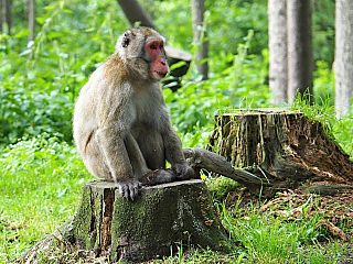 Makakové v Affenberg Landskron (Korutany - Rakousko)