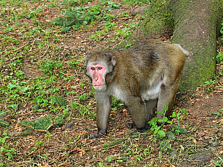 Makakové v Affenberg Landskron (Korutany - Rakousko)