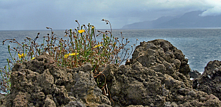 Porto Moniz (Madeira - Portugalsko)