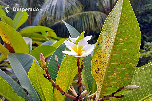 Le Morne (Mauricius)