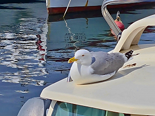 Rovinj (Istrie - Chorvatsko)