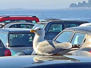 Rovinj (Istrie - Chorvatsko)