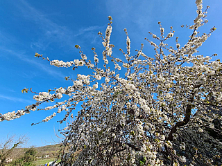 Bale (Istrie - Chorvatsko)